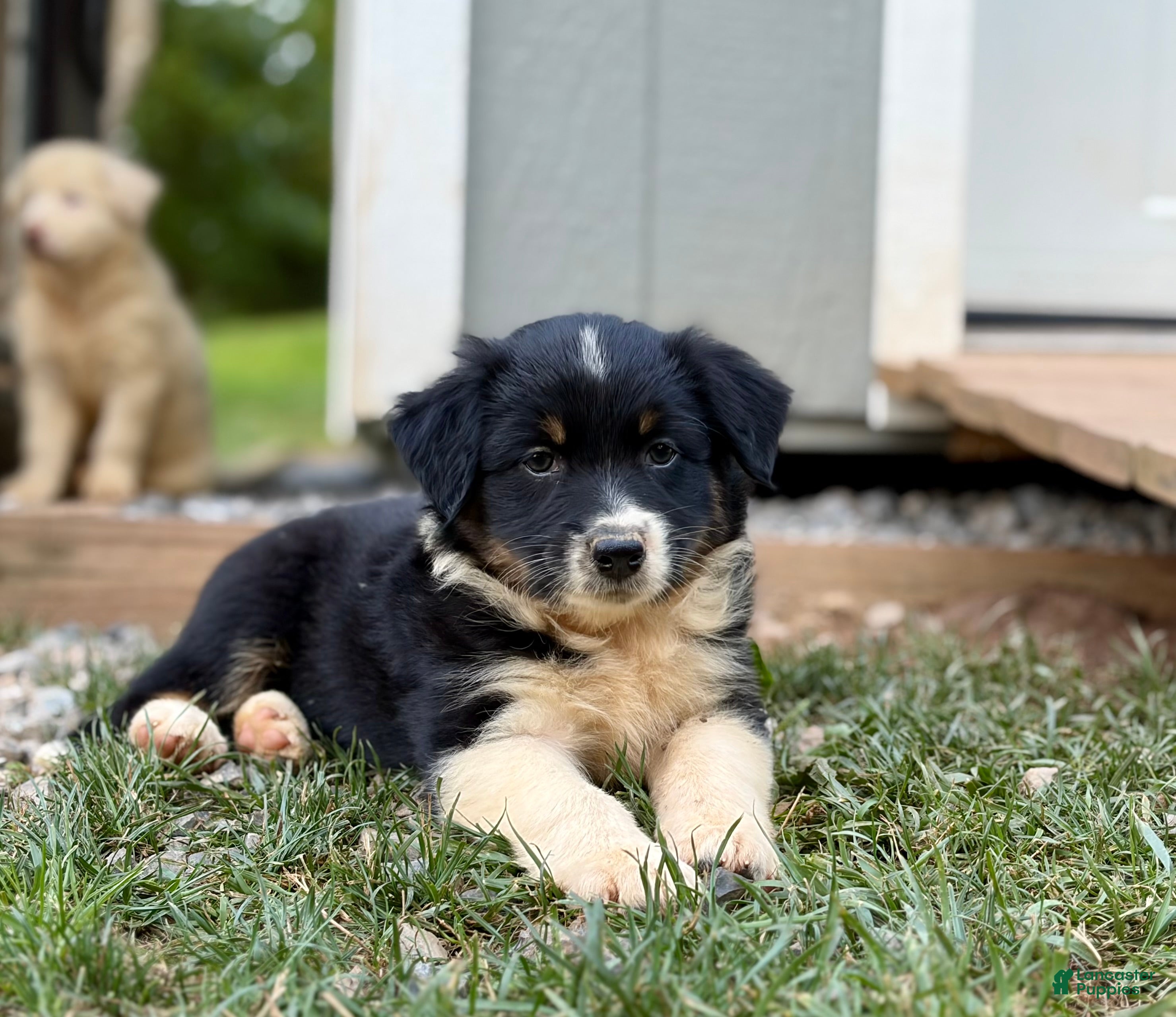 Australian Shepherd dogs Marley - Ad 1