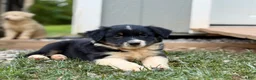 Australian Shepherd dogs for sale: Marley - Ad 1