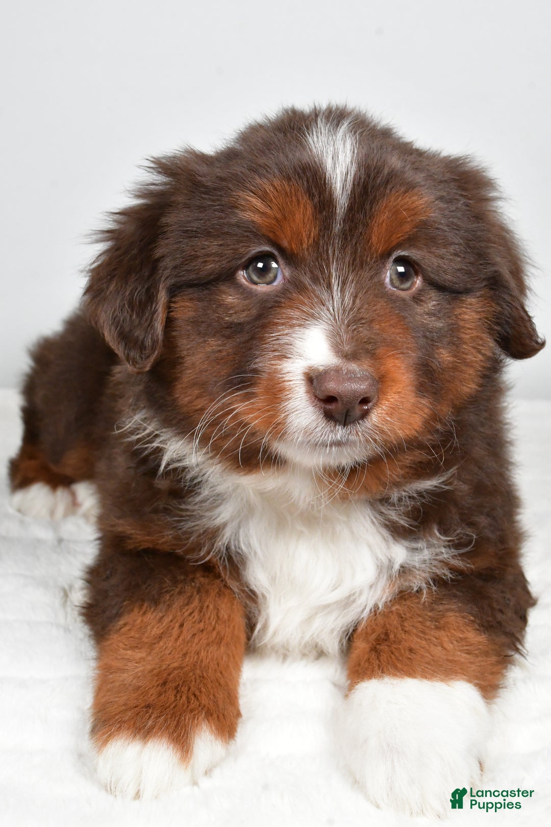 Miniature Australian Shepherd dogs for sale: Rover - Ad 7