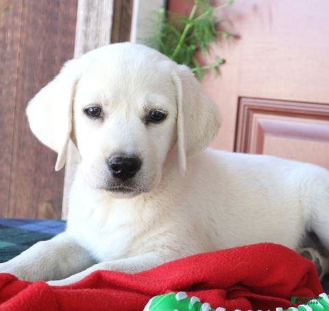 Labrador Retriever dogs Stella - Champion lines - Ad 30