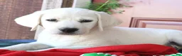 Labrador Retriever dogs for sale: Stella - Champion lines - Ad 1