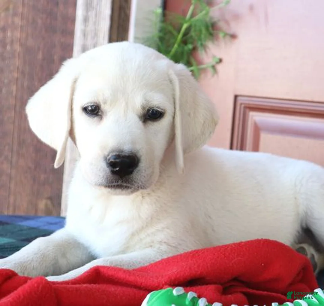 Labrador Retriever dogs for sale: Stella - Champion lines - Ad 1