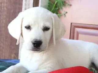 Labrador Retriever dogs Stella - Champion lines - Ad 30