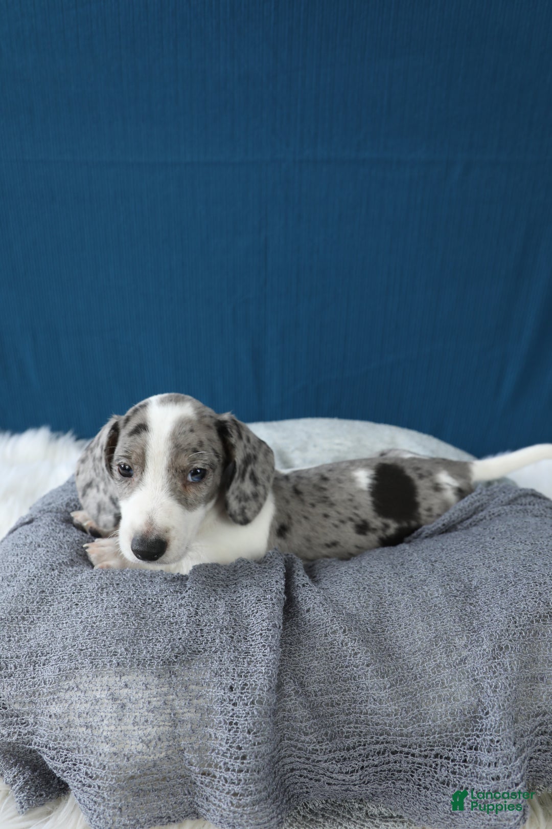 Miniature Dachshund dogs for sale: Domino - Ad 4