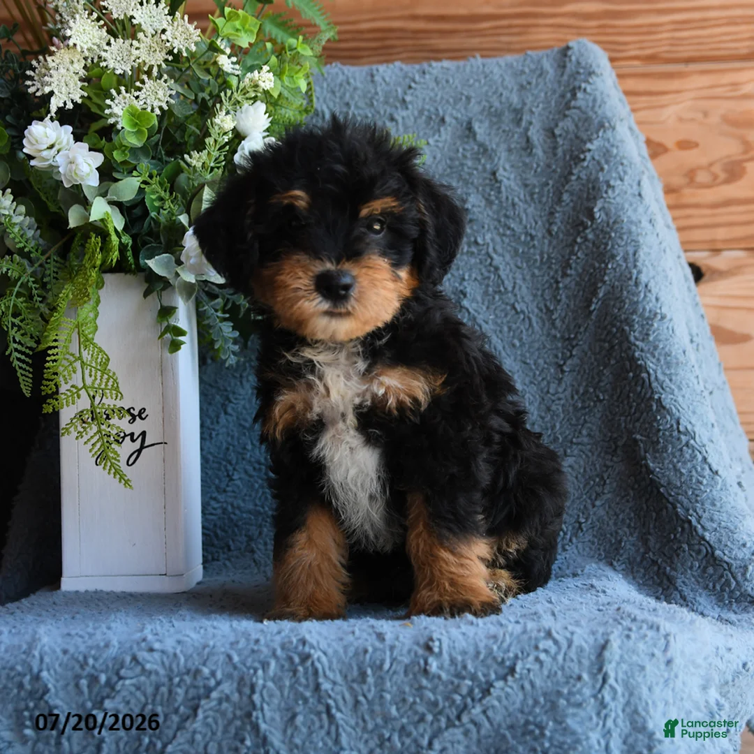 Schnoodle dogs for sale: Ollie - Ad 1