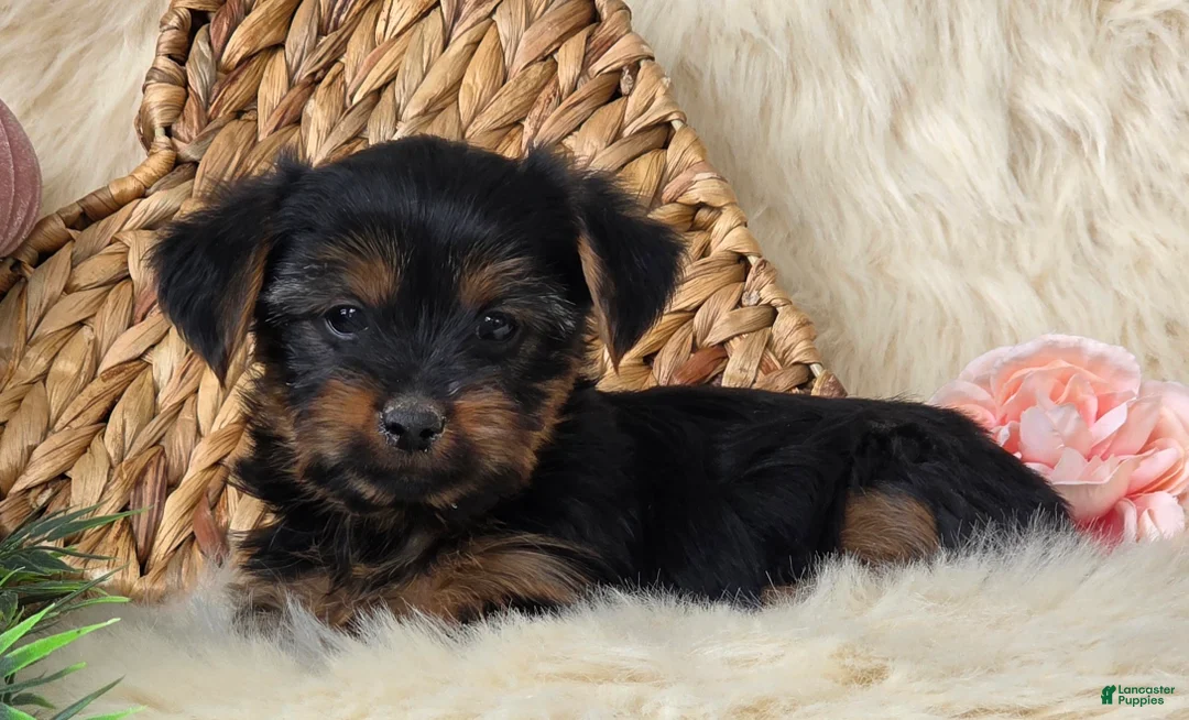Yorkshire Terrier dogs for sale: Nutmeg  - Ad 1