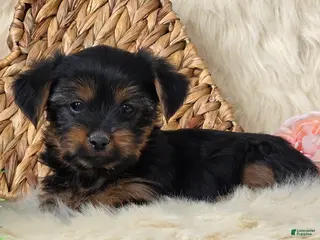 Yorkshire Terrier dogs for sale: Nutmeg - Ad 4
