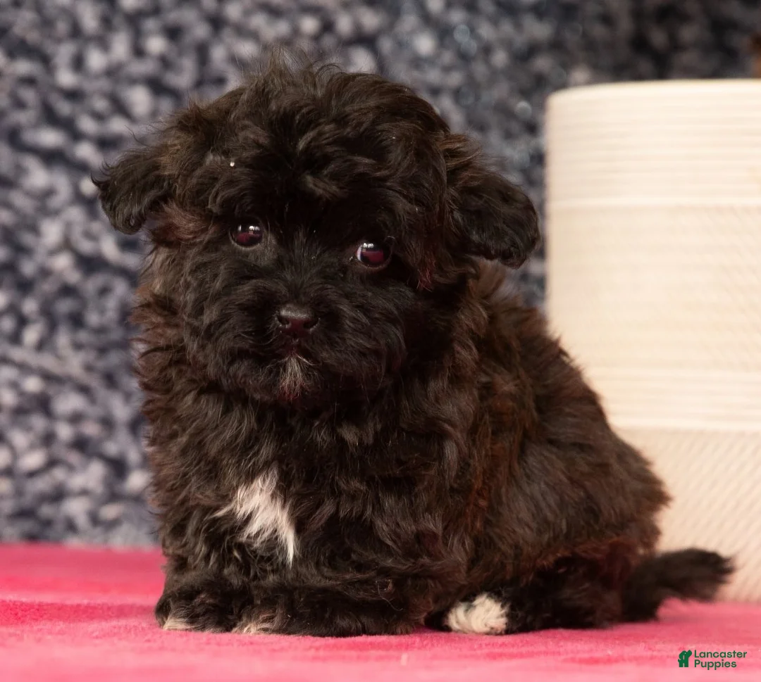 Havapoo dogs for sale: Gander - Ad 4