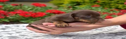 Miniature Dachshund dogs for sale: Star - Ad 2