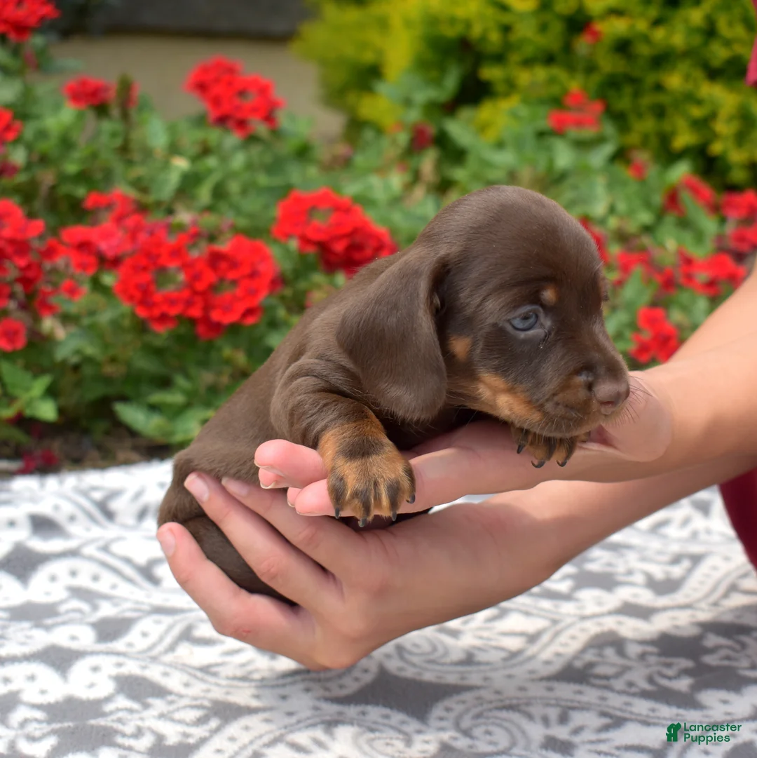 Miniature Dachshund dogs for sale: Star - Ad 2