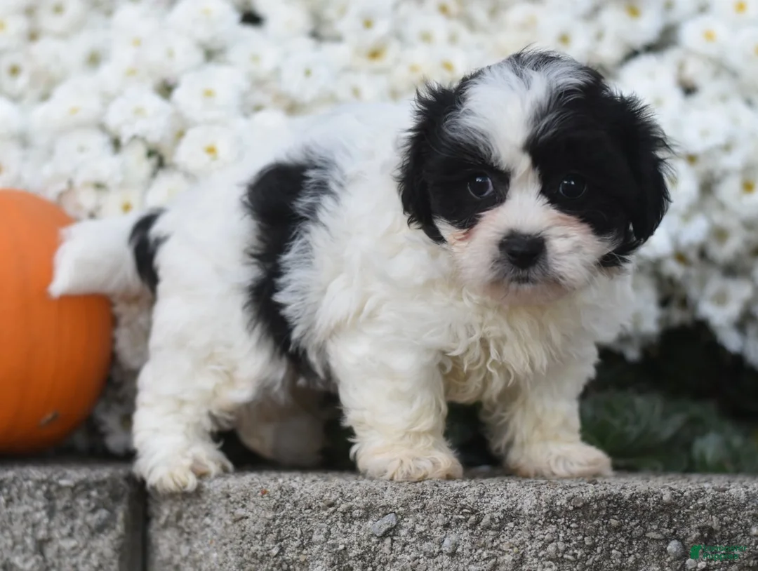 Teddy Bear dogs for sale: Audi - Ad 1