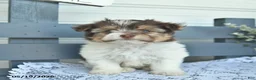 Havanese dogs for sale: Diamond - Ad 2