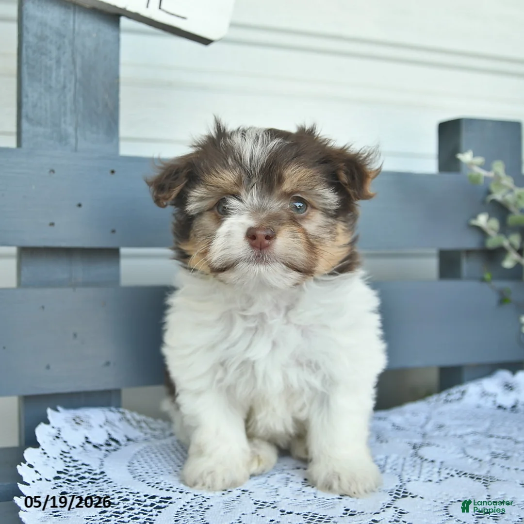Havanese dogs for sale: Diamond - Ad 2