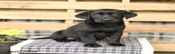 Labrador Retriever dogs for sale: Jasmine - Ad 1