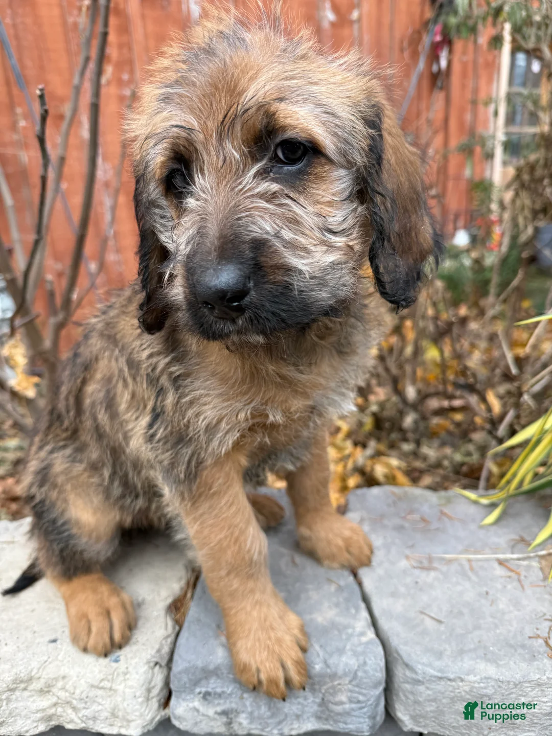 Mixed Breed dogs for sale: Oscar - Ad 2