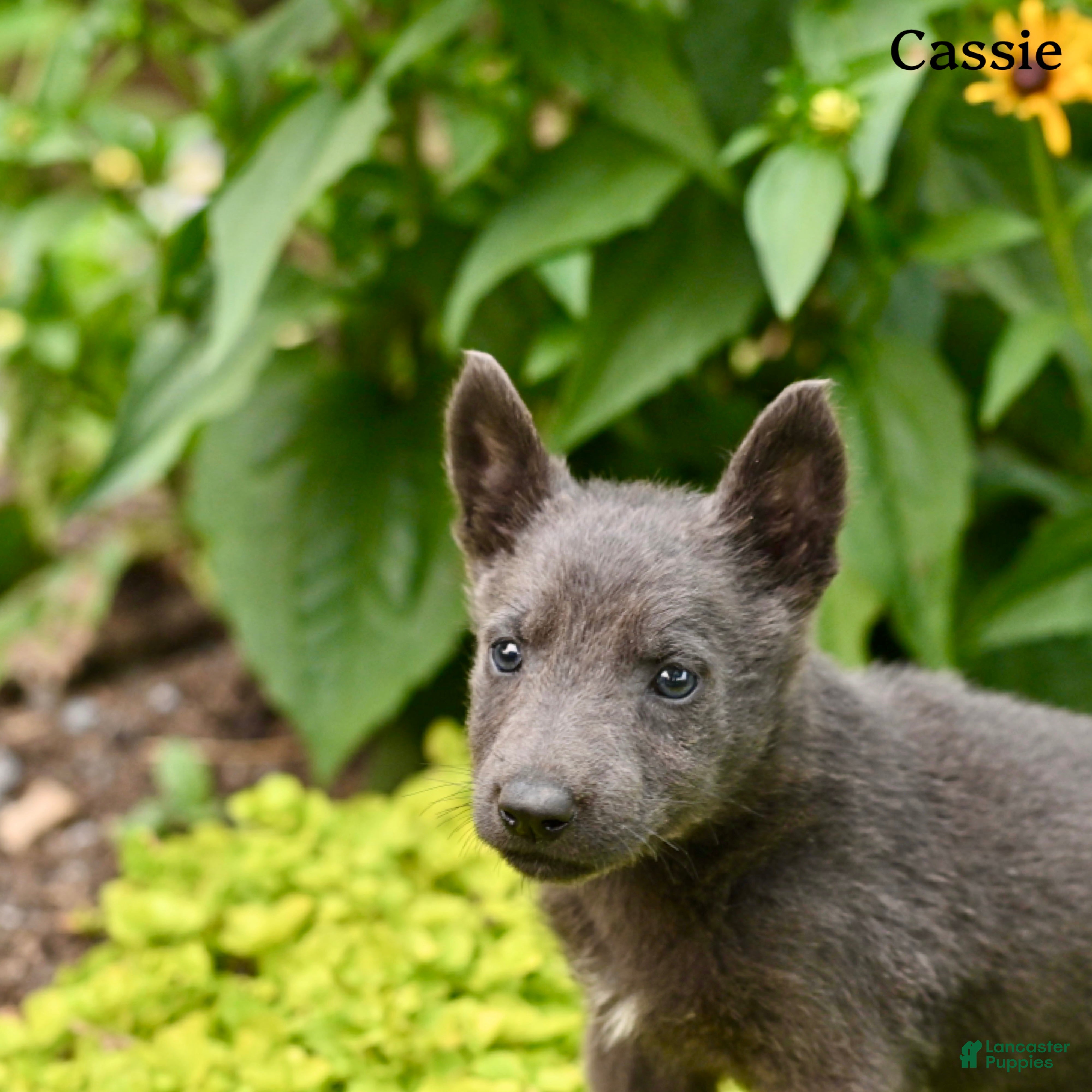 German Shepherd dogs Cassie - Ad 2