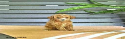 Miniature Poodle dogs for sale: Carmel - Ad 2