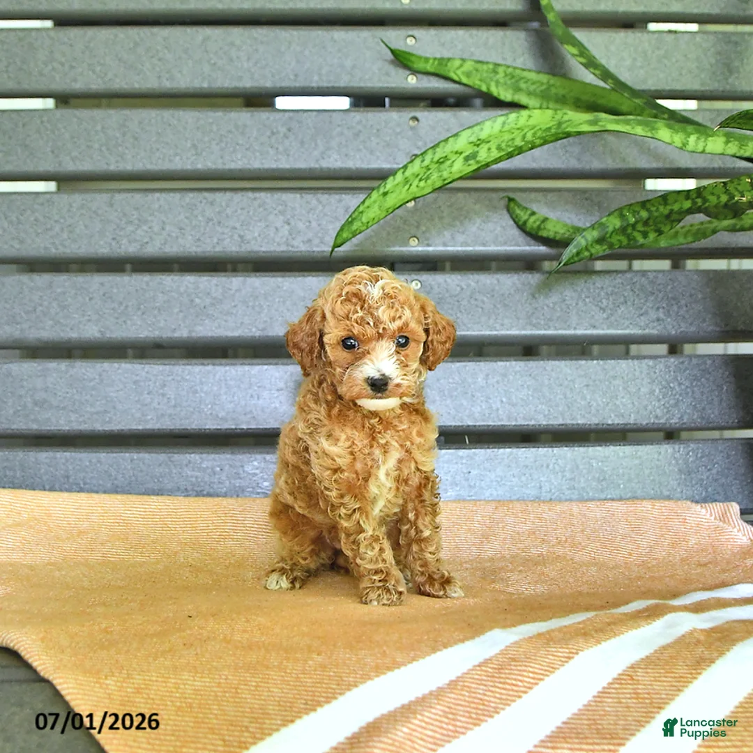 Miniature Poodle dogs for sale: Carmel - Ad 2