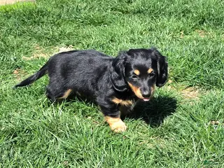 Dachshund dogs Johnny Jay - Ad 29
