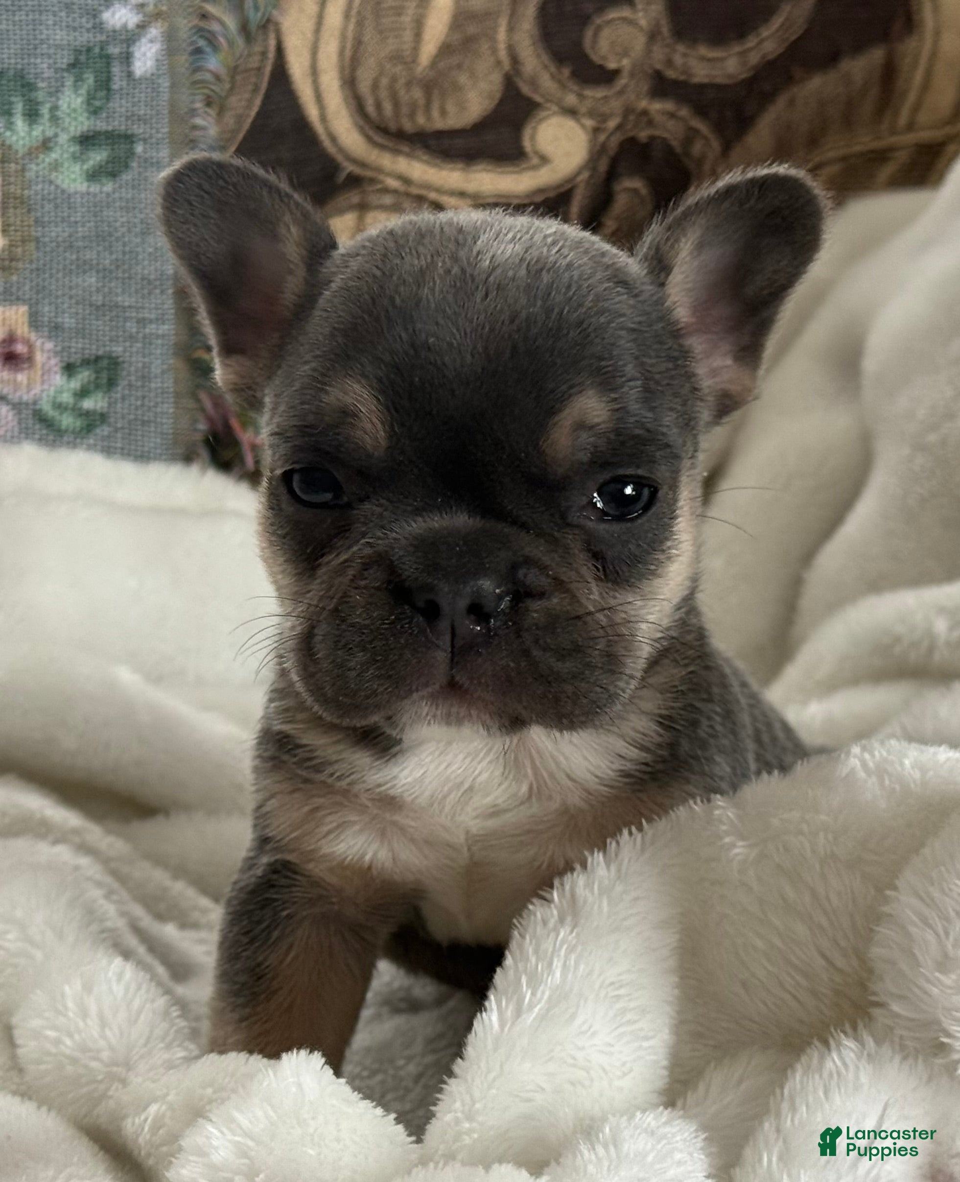 French Bulldog dogs Wyatt - Ad 32