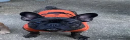 French Bulldog dogs for sale: Bubba - Ad 5