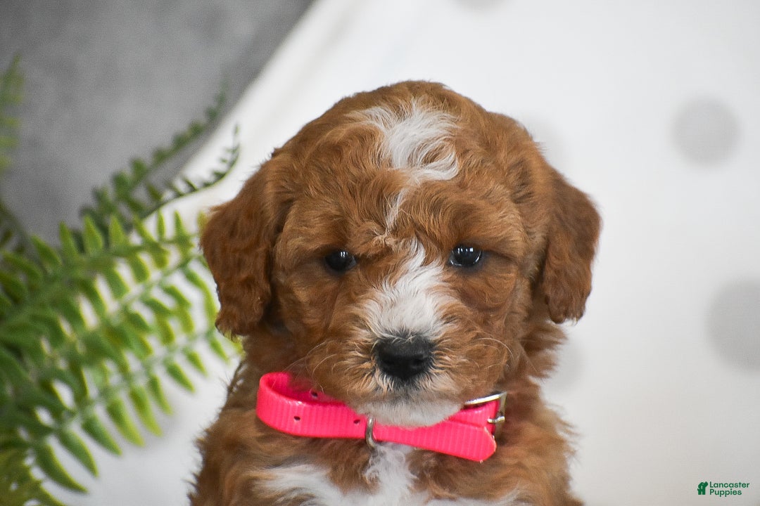 Mini Goldendoodle dogs for sale: Rosie - Ad 5