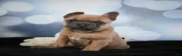 French Bulldog dogs for sale: April - Ad 12