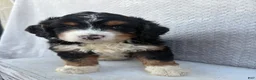 Mini Bernedoodle dogs for sale: Sawyer - Ad 7