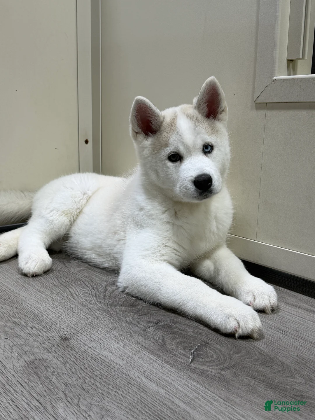 Pomsky dogs for sale: Pomsky Puppy 1 - Ad 1