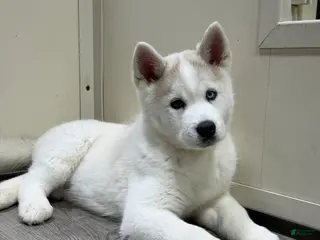 Pomsky dogs Pomsky Puppy 1 - Ad 1