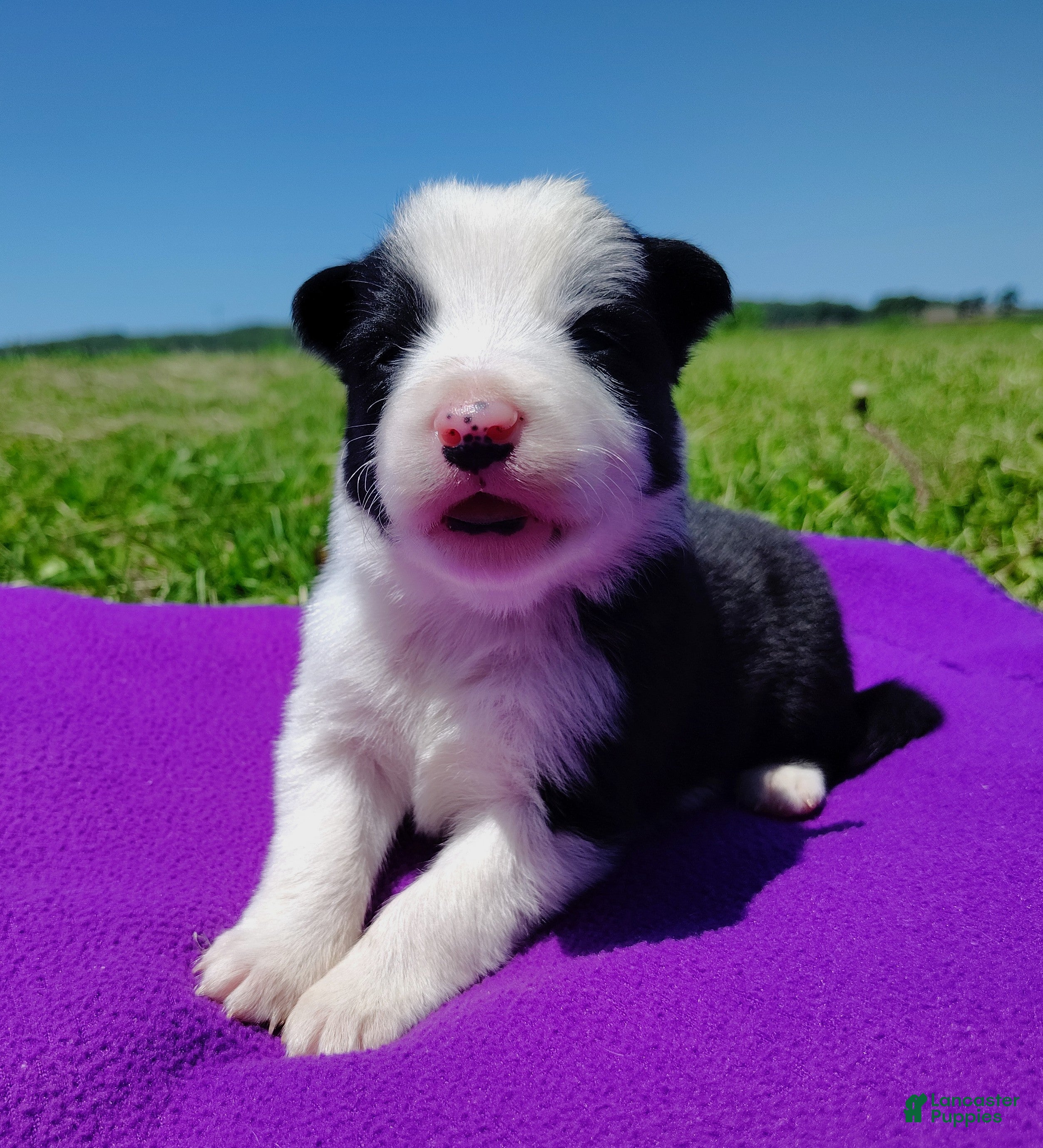 Border Collie dogs Gloria  - Ad 2