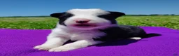 Border Collie dogs for sale: Gloria  - Ad 2