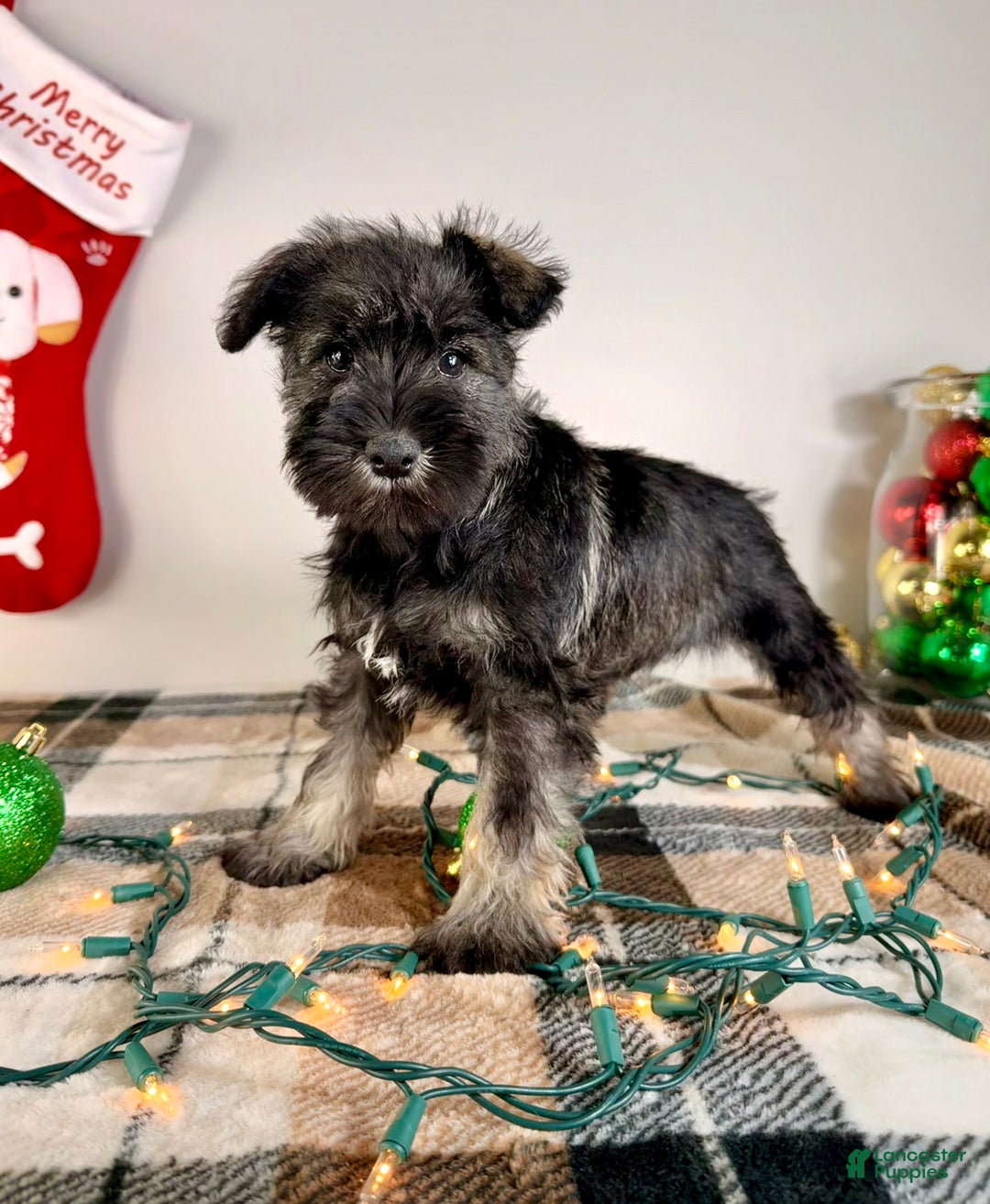 Miniature Schnauzer dogs for sale: AKC Minnie - Ad 5