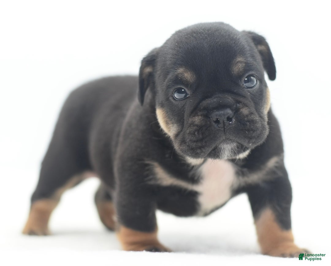 Mixed Breed dogs for sale: Knox tricolor bully puppy  - Ad 22