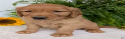 Golden Retriever dogs for sale: Buddy  - Ad 7