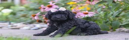 Newfypoo dogs for sale: Issebelle - Ad 3