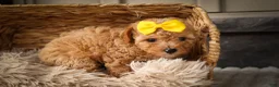 Miniature Poodle dogs for sale: Jimbo💙 - Ad 11