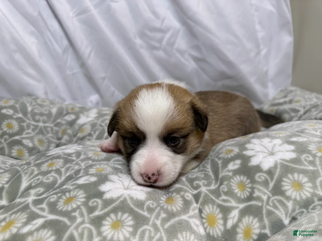 Welsh Corgi Pembroke dogs for sale: Good Friday 5F - Ad 2