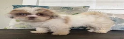 Shihpoo dogs for sale: Cinderella  - Ad 18