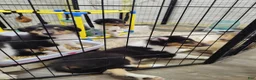 Collie dogs for sale: Collie 2 - Ad 1