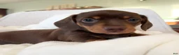Miniature Dachshund dogs for sale: Oscar - Ad 5