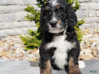 Bernedoodle dogs - Ad 27