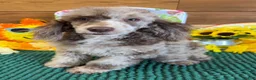 Miniature Poodle dogs for sale: Speckles - Ad 2