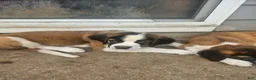 Saint Bernard dogs for sale: Saint Bernard 1 - Ad 6
