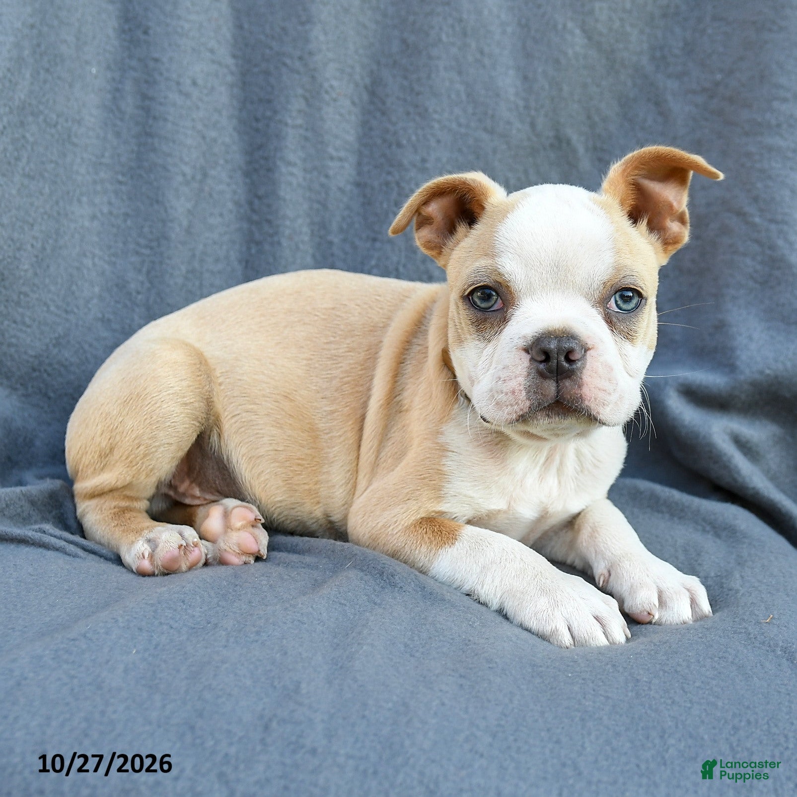 Boston Terrier dogs for sale: Simba - Ad 2
