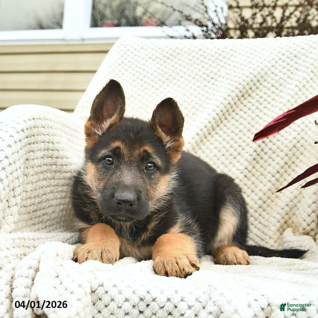 German Shepherd dogs for sale: Happy - Ad 3