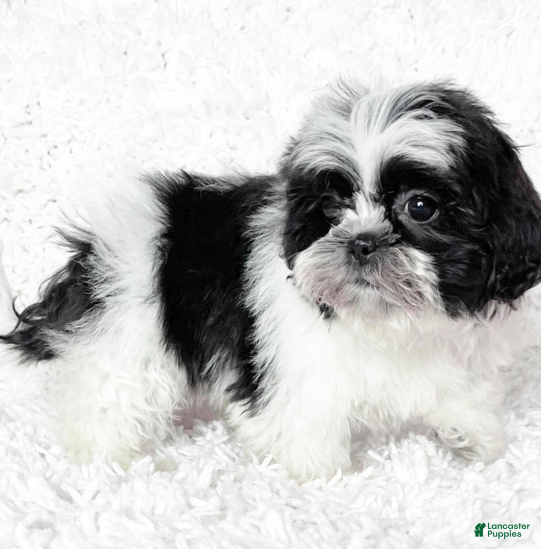 Shih Tzu dogs for sale: Layla - Ad 1