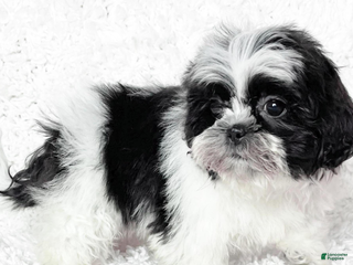 Shih Tzu dogs Layla - Ad 2