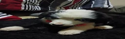 Border Collie dogs for sale: Border Collie 1 - Ad 3