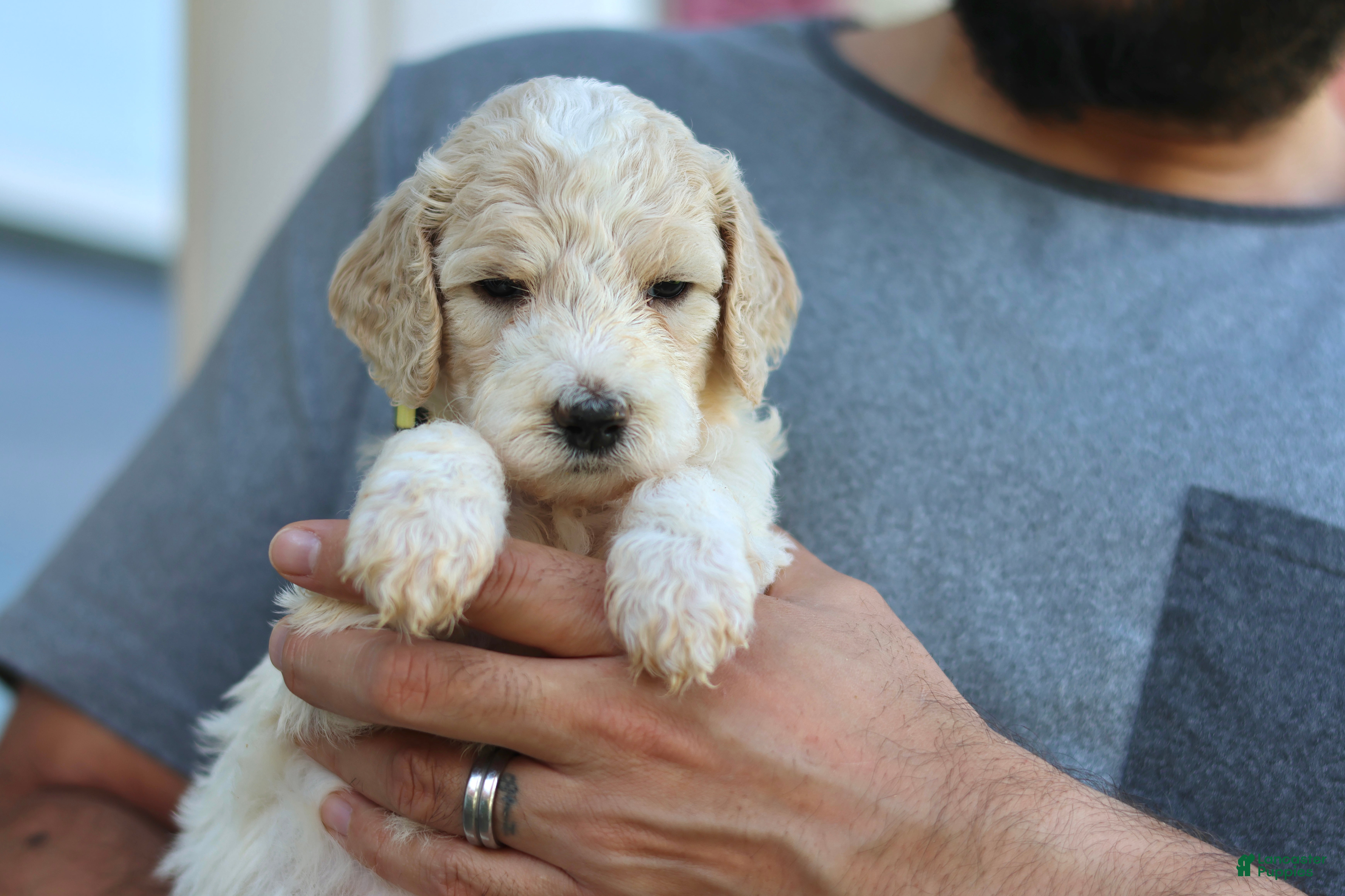 Goldendoodle dogs for sale: Lady - Ad 19